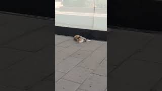 My Cat Is Trying To Catch Its Tail