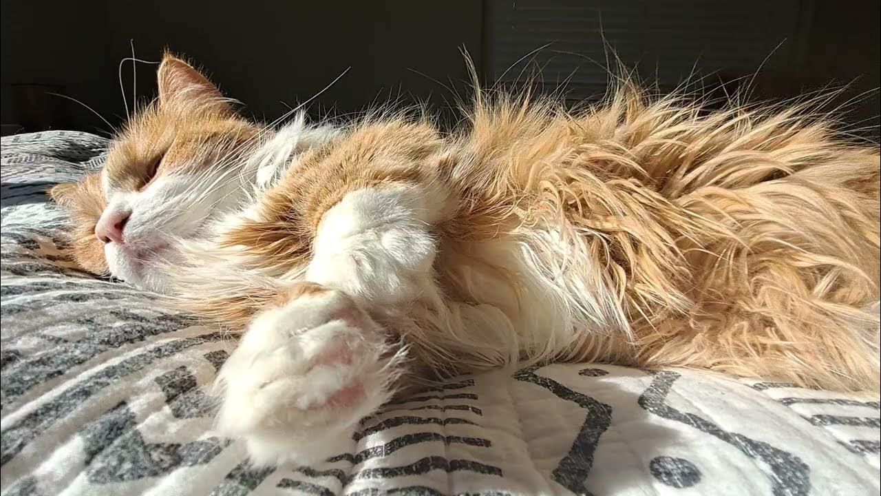 Slash the world's cutest rug hugger munchkin cat YouTube