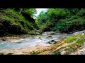 Calming Forest Mountain Stream. Relaxing Nature Sounds. (10 Hours). White Noise for Sleeping