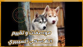 مواصفات و تقييم كلب الهاسكي السيبيري || Husky