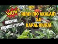 HINDI MO AKALAIN SA KAPAL MURA! ISA SA PINAKAMURA