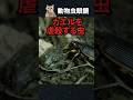 カエルを虐殺する虫