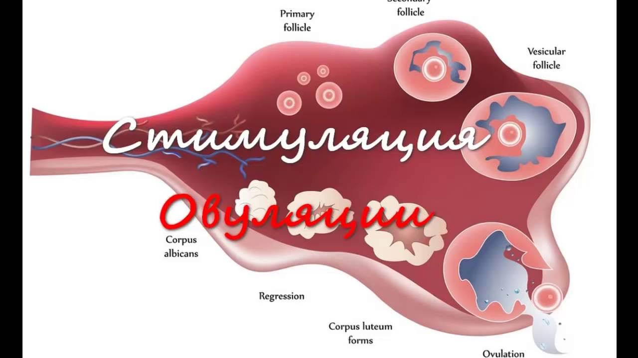 Через сколько после стимуляции. Стимуляция овуляции. Стимуляции овуляции. Яичников. Стимуляция овуляции (суперовуляции). Стимуляция роста фолликулов в яичниках.