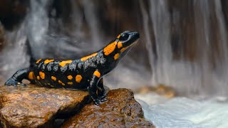 Wild Animals Marine Createtures Hd 4K Video Enature