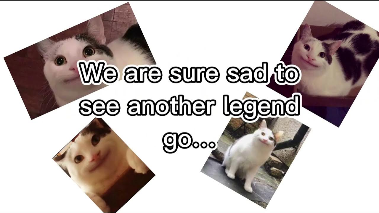 did ollie/beluga cat died? : r/cats