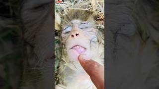 😓pray for this little monkey 🥹 #trending #viral #pets #monkey #sad #emotional #prayer