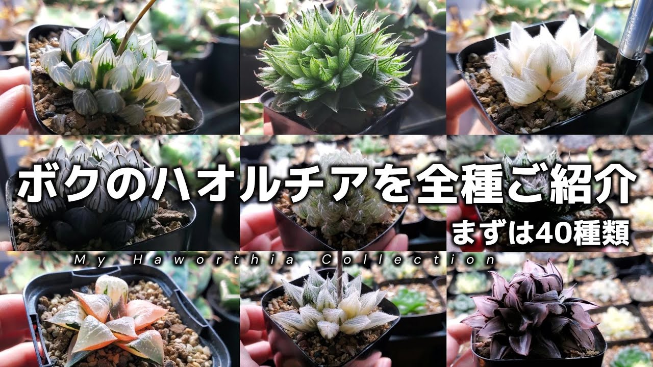 Haworthia Revisited ハオルチア 洋書 I'll show you all my Haworthias! First, I'll show you 40 rare and