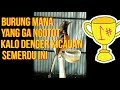 Murai Macet Bunyi Murai Bisu Langsung Nyamber Dar Der Dor Gan Mp3 - Mp4 Download