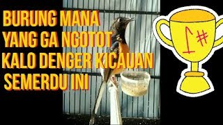 Murai macet bunyi murai bisu langsung nyamber dar der dor gan