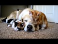 Dog sleeping with cats cute moment chien dors avec chats