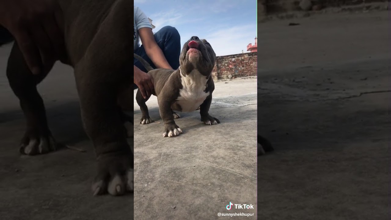 Tik tok video on Pitbull by Arshdeep YouTube