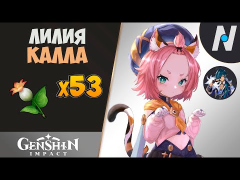 ЛИЛИЯ КАЛЛА - Сбор Всех. ЛУЧШИЙ Маршрут | Genshin Impact