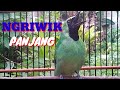 Masteran Cucak Ijo Gacor Full Tembakan Kasar Mp3 - Mp4 Download