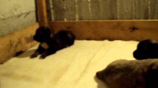 Caucasian Shepherd Dogs ( New puppies,2 week's).