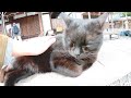 【梅宮大社にいた黒猫のロク】幼子とたわむれる A black kitty playing with a small girl at Umenomiya Shrine in Kyoto