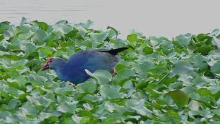 Grey headed Swamphen