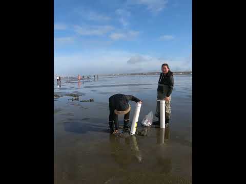 Βίντεο: Πού να σκάψετε αχιβάδες στο Όρεγκον;
