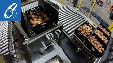 Robotic Palletizer Stacking RPCs of Onions