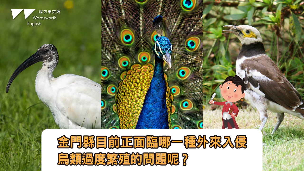 金門縣目前正面臨哪一種外來入侵鳥類過度繁殖的問題呢?