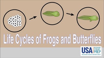 Life Cycles of Frogs and Butterflies