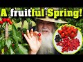 Cherries berries a new project aussie spring organic garden  orchard update
