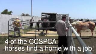 More CCSPCA Horses Go to New Home Together