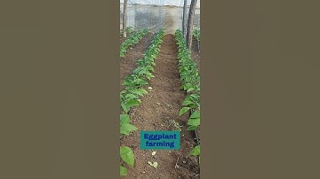 Eggplant farming #shorts #eggplant