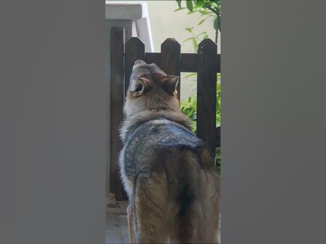 Wolf Dog Howling