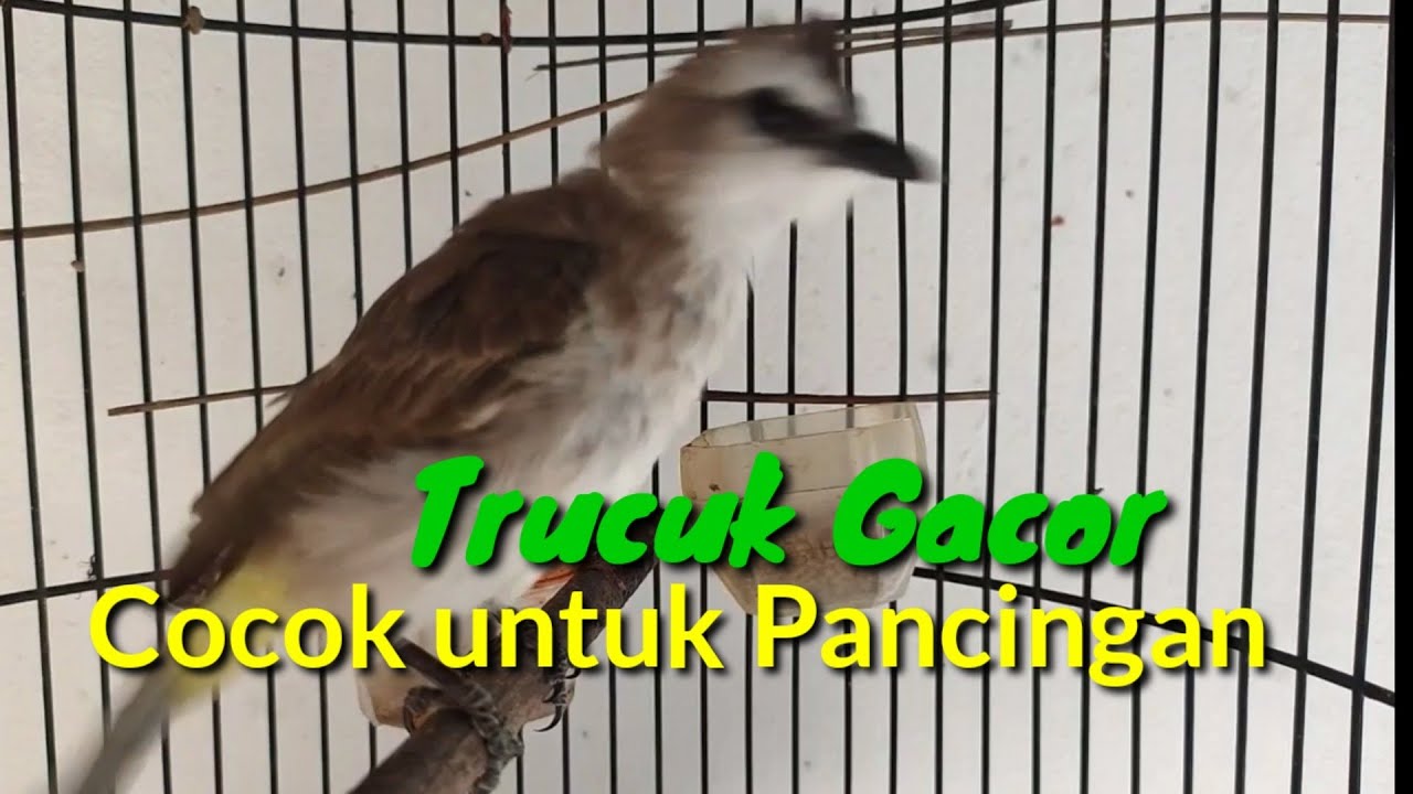 Trucuk betina memanggil jantan 