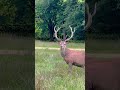 Wildlife deer  travel uk daldhanu vlog 