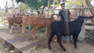 Harga sapi pedetan betina mas yudha pasar hewan Muntilan Agustus 2025