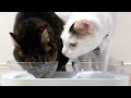 ASMR:Cat Eating Hydration Food　猫の咀嚼音：国産健康缶パウチ水分補給