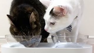 ASMR:Cat Eating Hydration Food　猫の咀嚼音：国産健康缶パウチ水分補給