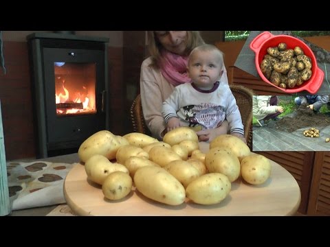 Video: Top Dressing Von Kartoffeln Im Juni-Juli