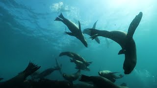 Climate Change & Marine Animals:  A Conservation Challenge