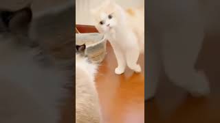 حيوانات مضحكة funnyanimals