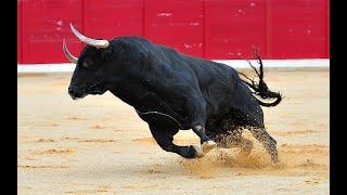 Very Dangerous Bulls Attack Videos-İnteresting Animals' Life