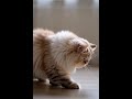 Cat walk @Familyrecipes-d5y