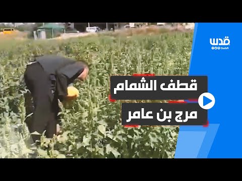 شاهد مزارعون فلسطينيون يقطفون ثمار الشمام في مرج بن عامر