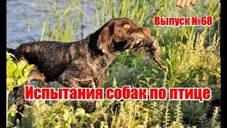 Испытания собак по птице, выпуск №68 (RUS) Испытания собак по птице, выпуск №68 (RUS)