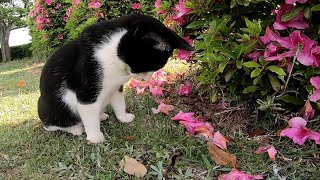 ムカデを不思議そうに見守る野良猫