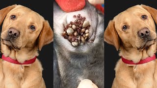 Rescue remove ticks from poor dog - Dog rescue