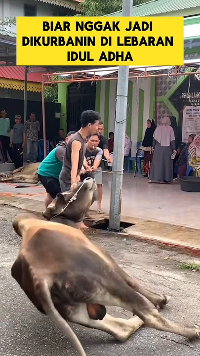 momen lucu ketika sapi kurban salting sama cowok ganteng ‼️‼️ #ngakak #sapi #kurban #lucu #iduladha