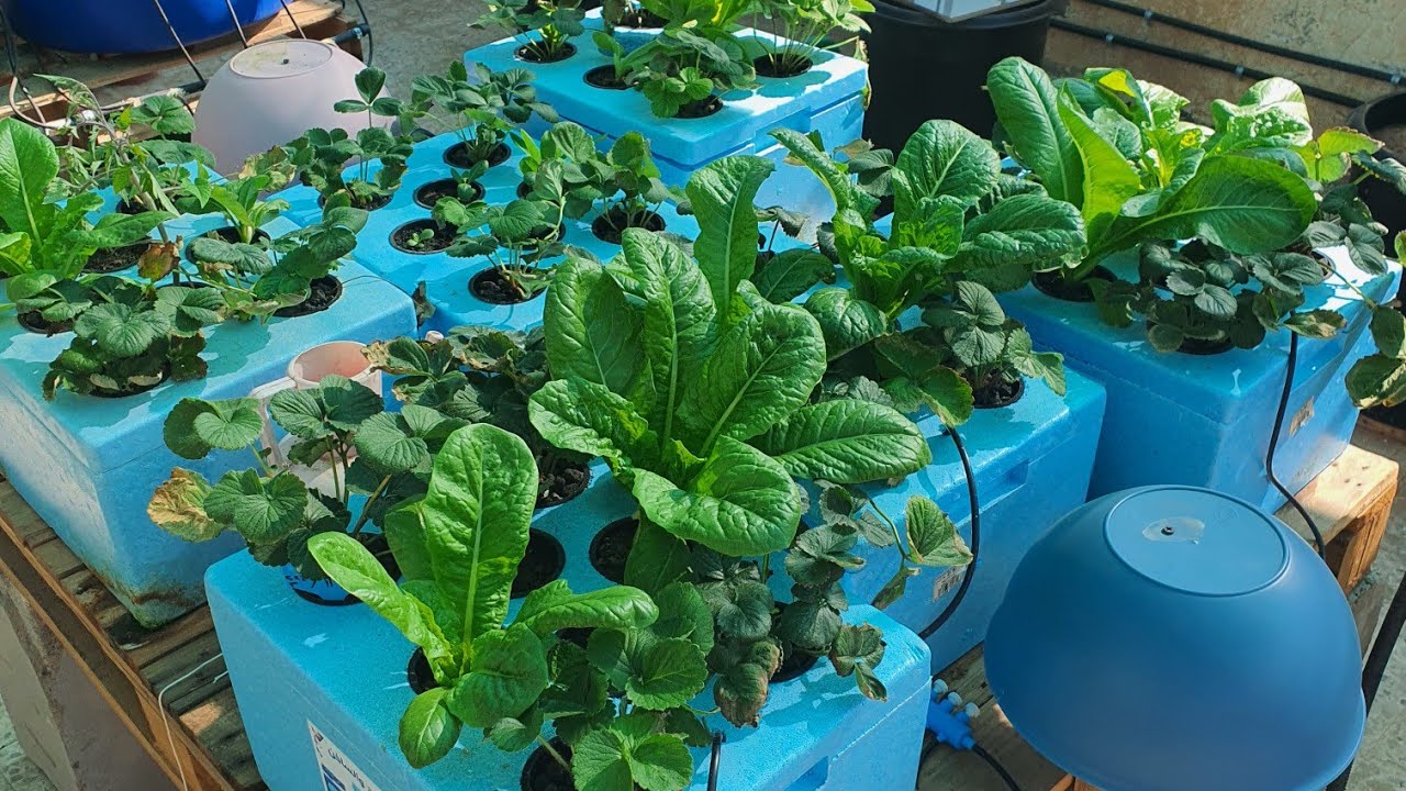 زراعة الاسطح..بدايه الزراعه في نظام الزراعه المائيه الهيدروبونك(deep water)+ كيفيه نقل الشتلات