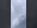 flying pigeon | যাচ্ছি ছুটে বহুদূরে music #shorts