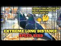 SHORT DISTANCE TO EXTREME LONG DISTANCE PIGEON BLOODLINES ||