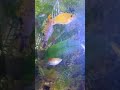 aquarium boy #island #boy #aquarium #fishtank #viral #shorts #viralvideo #video #aquascape #katseye