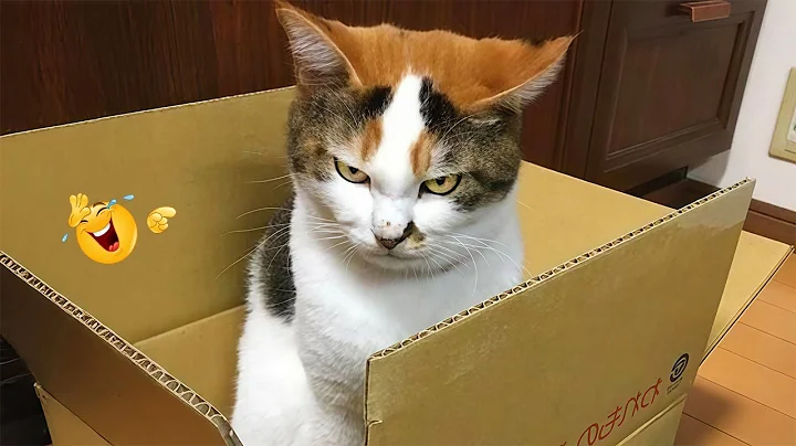 Video 11777391: funniest cats dogs