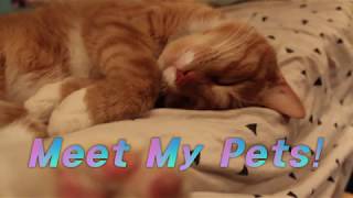 Meet My Pets! by TheCalciferCat 764 views 5 years ago 6 minutes, 22 seconds