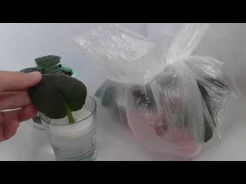 Vídeo: Com Cultivar Una Violeta Uzumbara